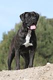 CANE CORSO 429